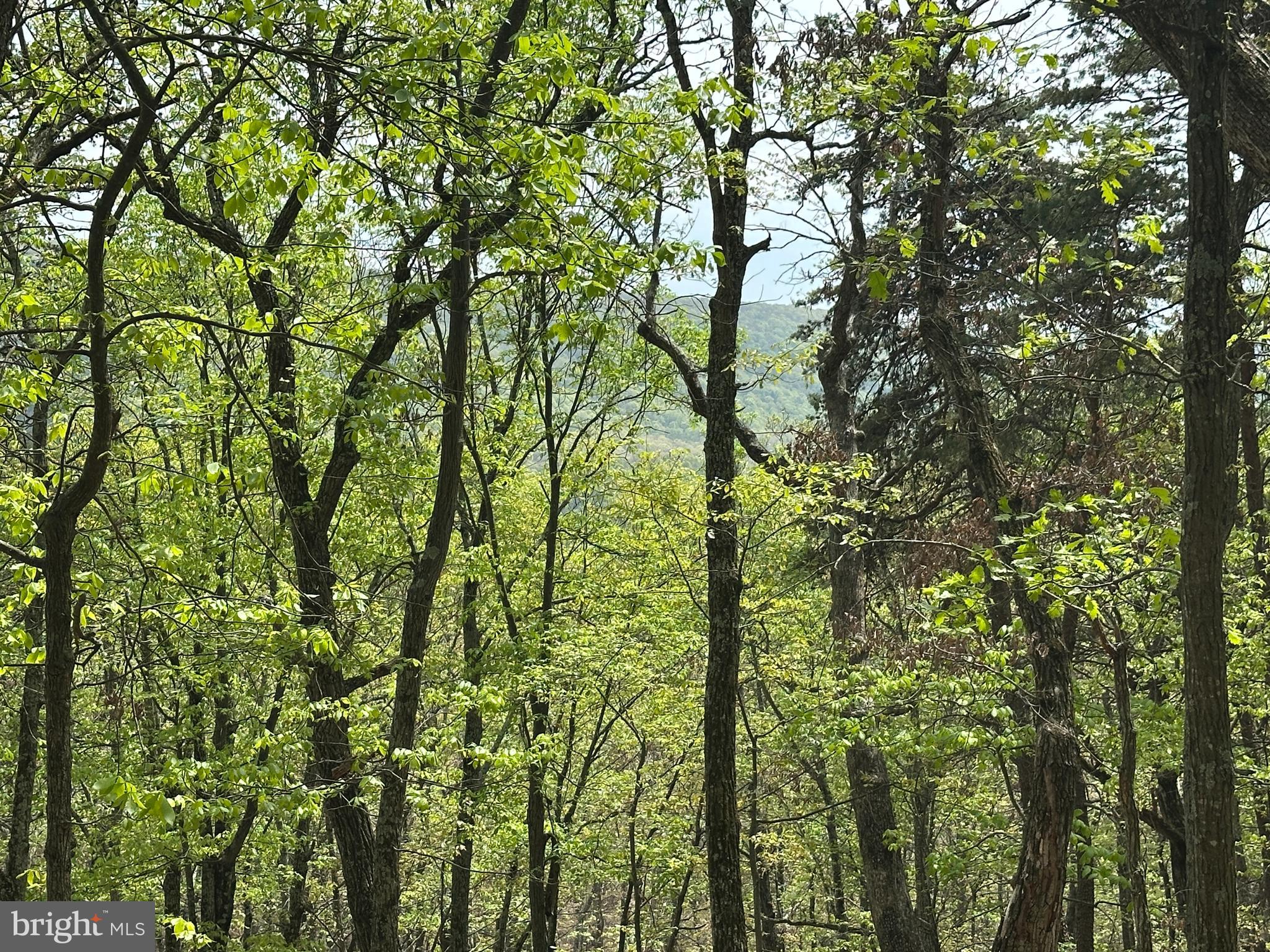 HAMILTON ESTATES - Land