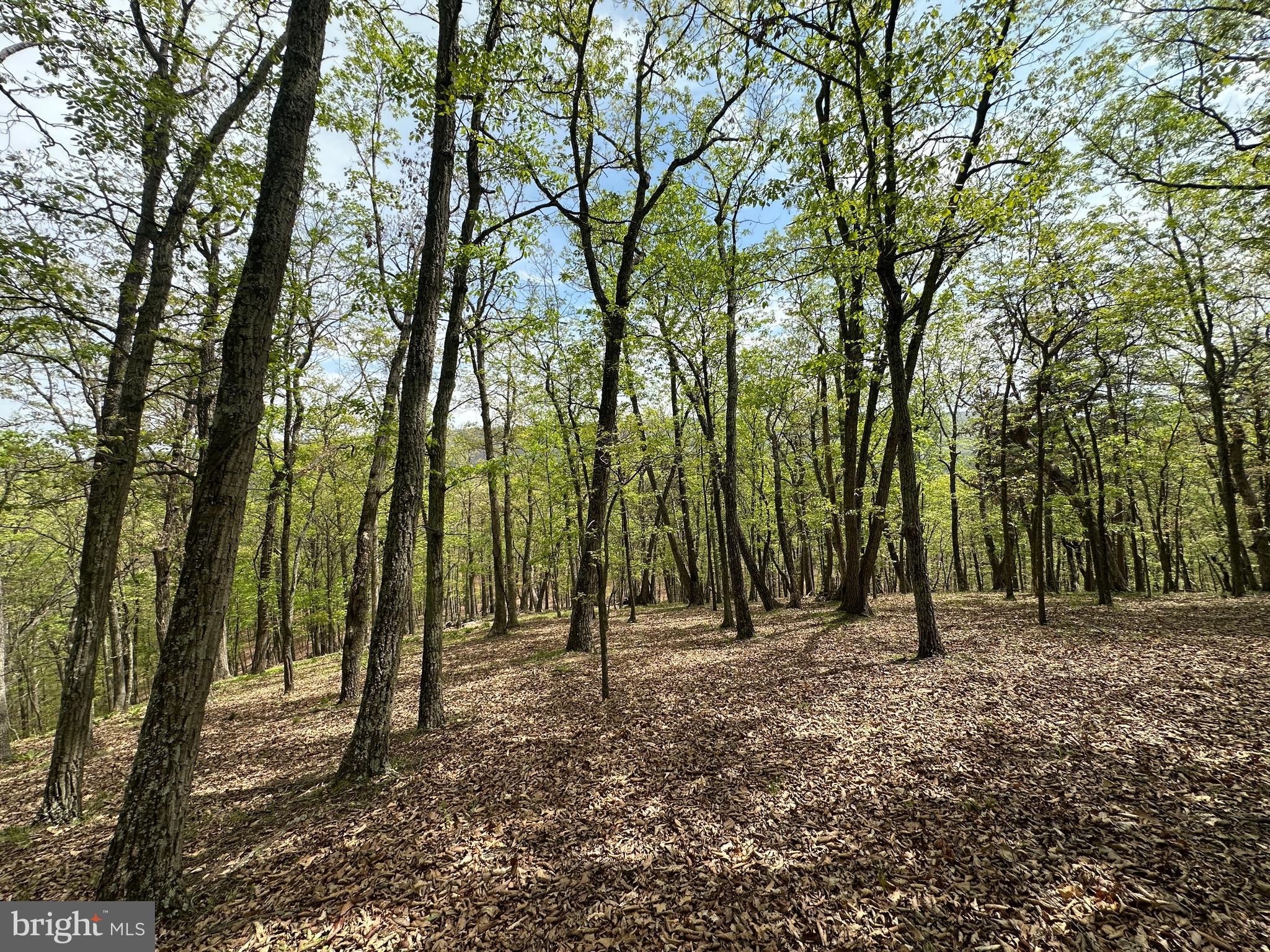 HAMILTON ESTATES - Land