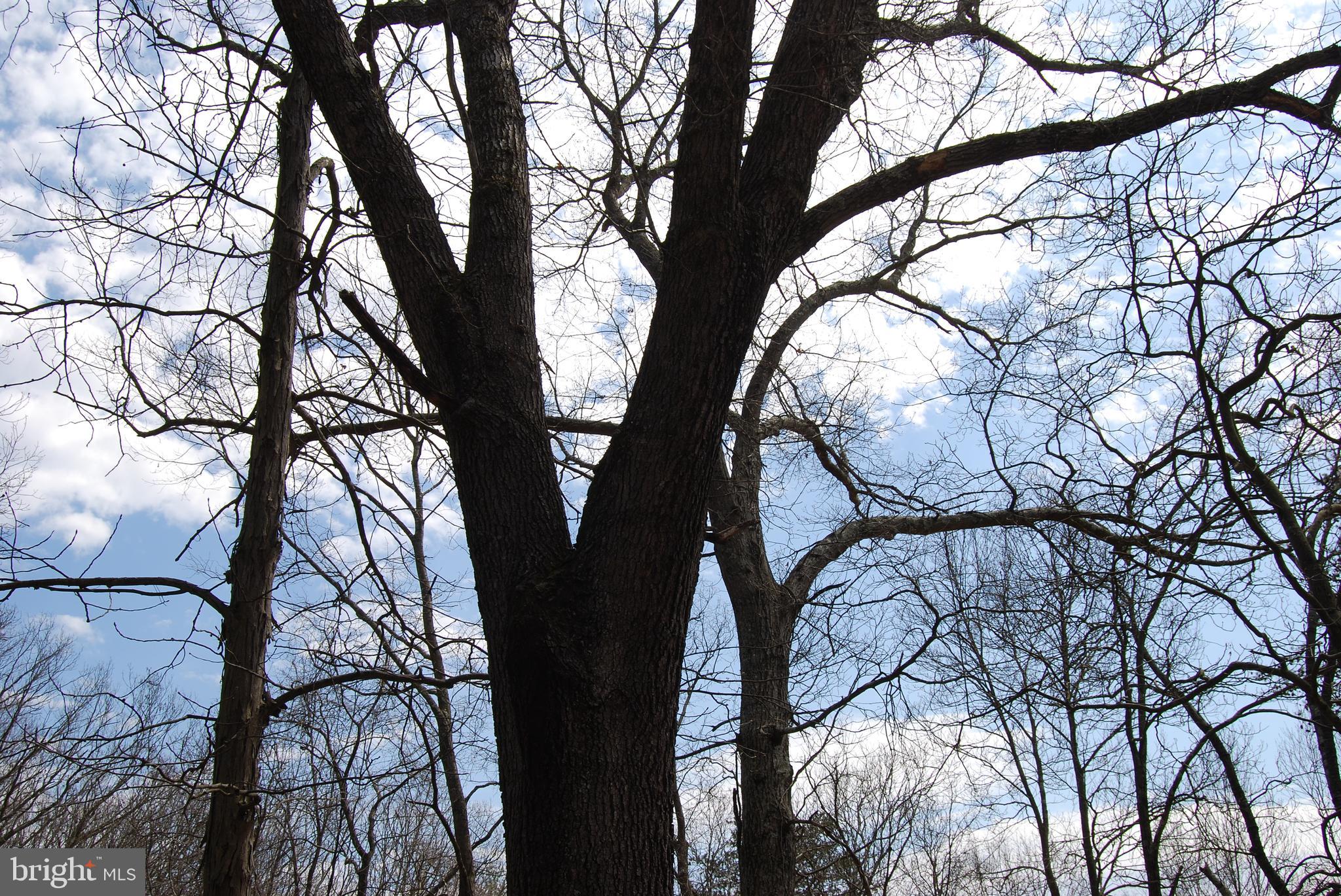 HARNEST HILLS - Land