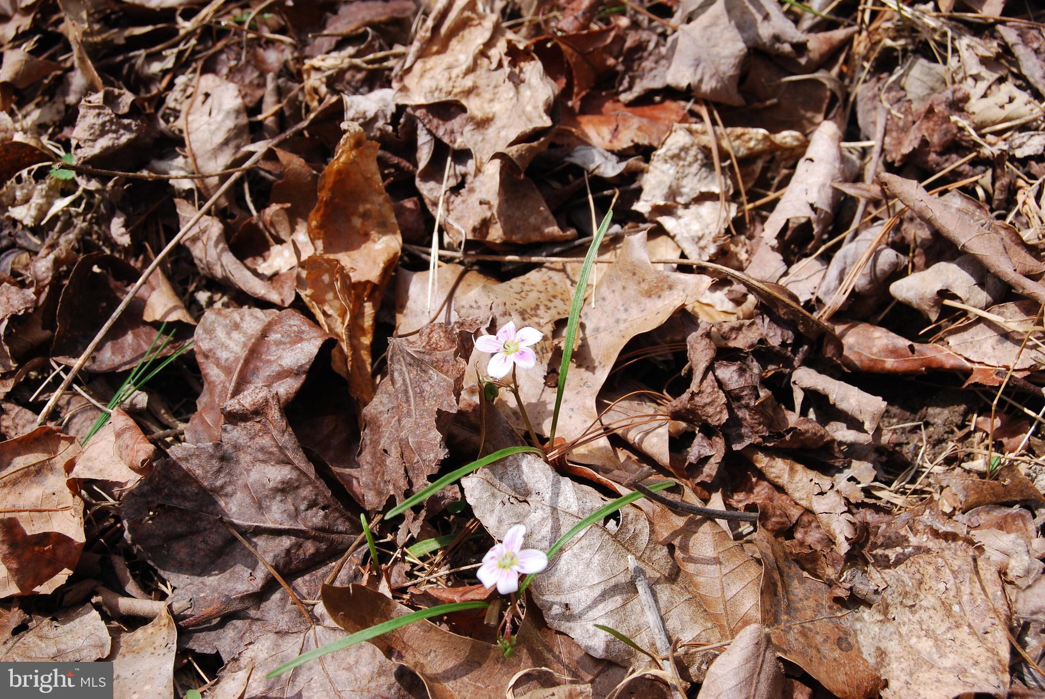 HARNEST HILLS - Land