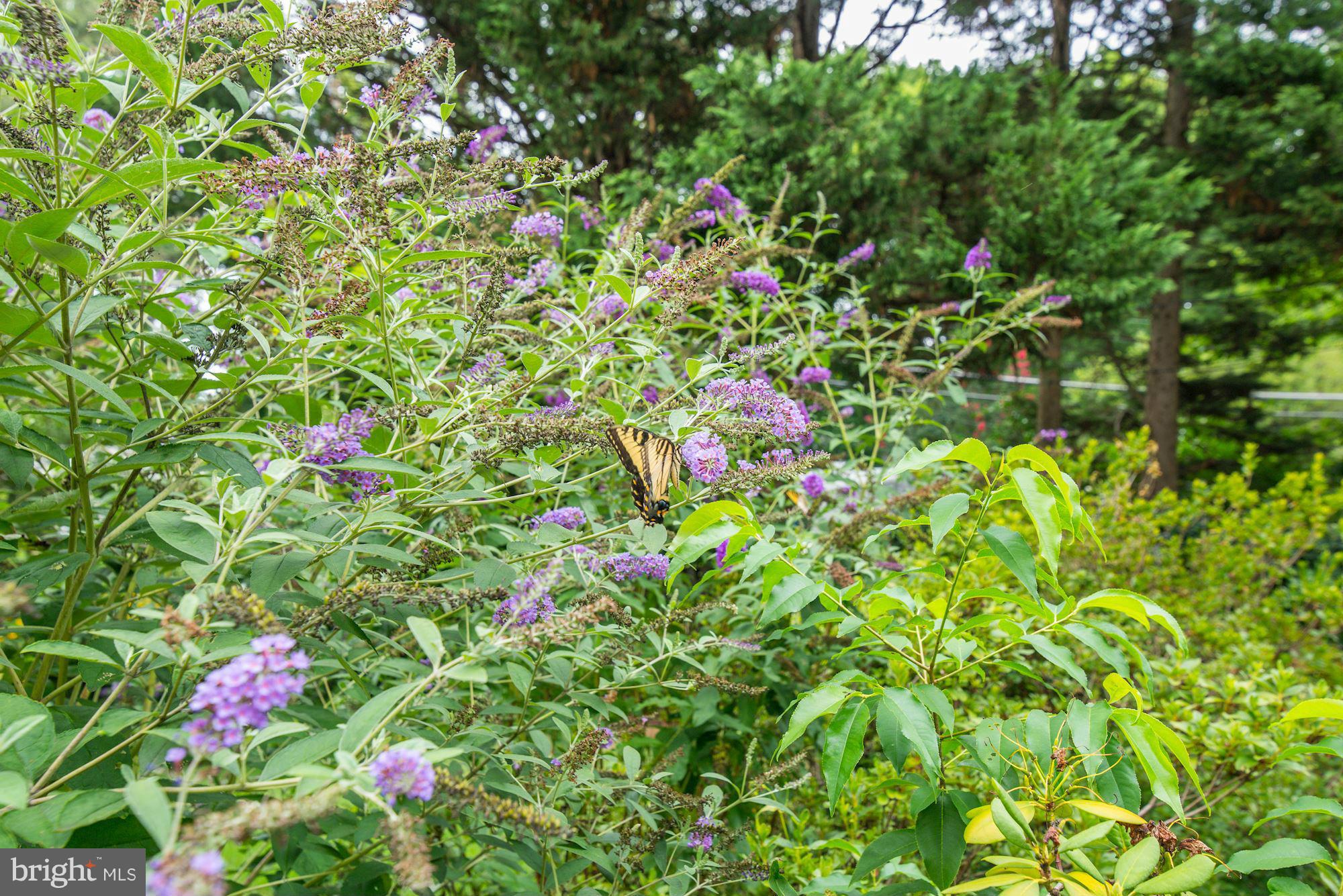 HOLMES RUN ACRES - Residential