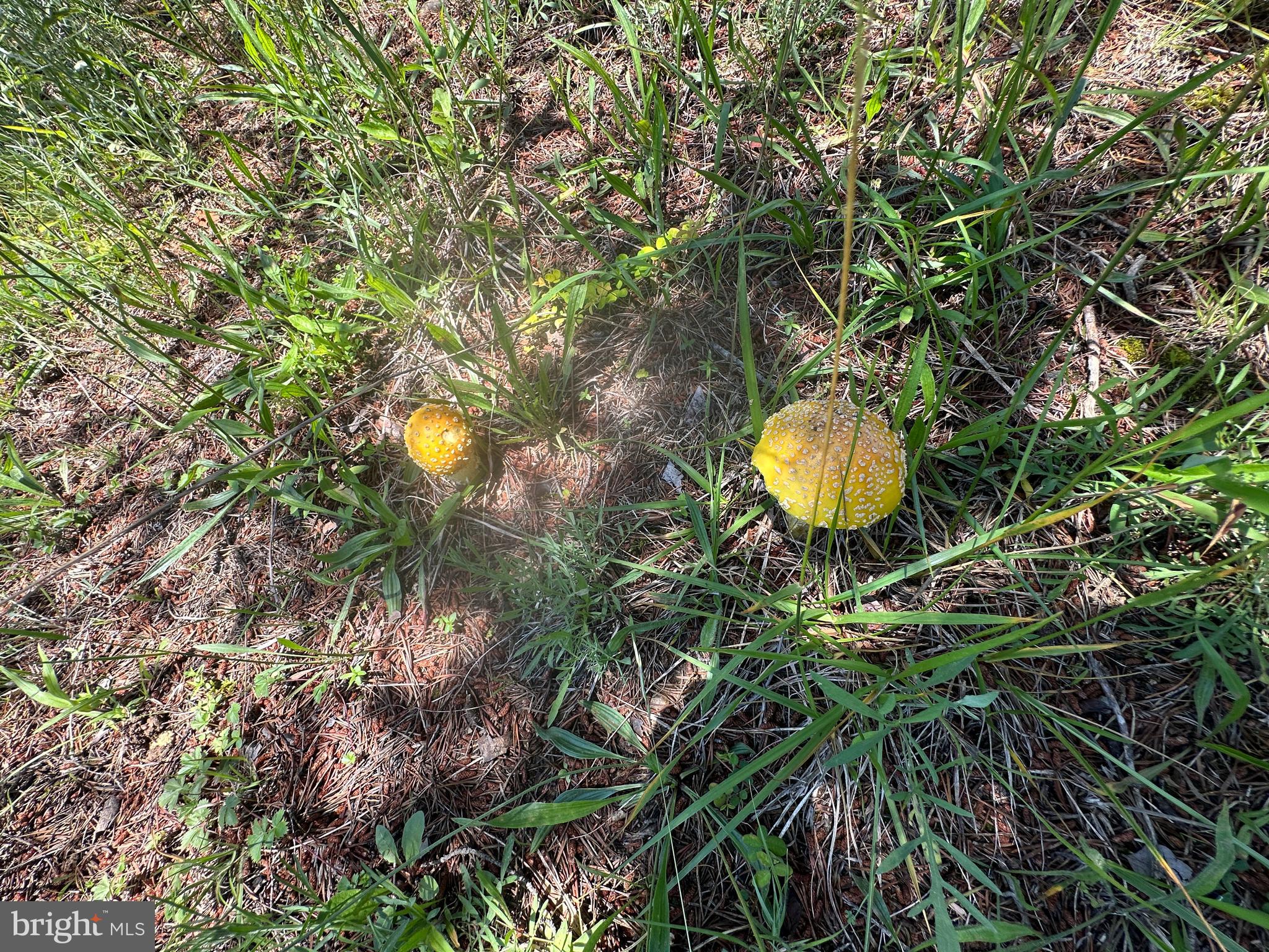 CRESCENT CROSSING - Land