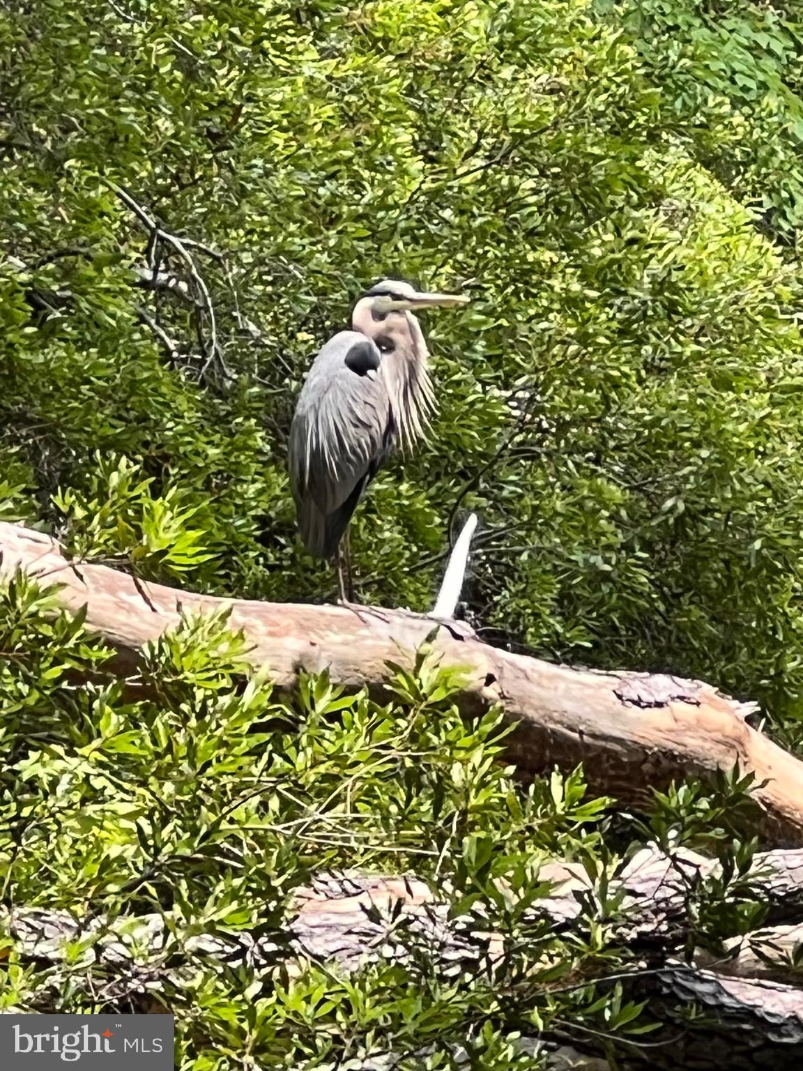 ASSATEAGUE PT RESORT - Residential