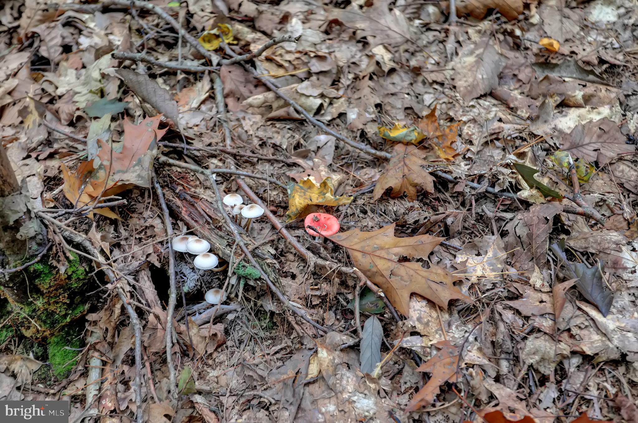 NONE AVAILABLE - Land