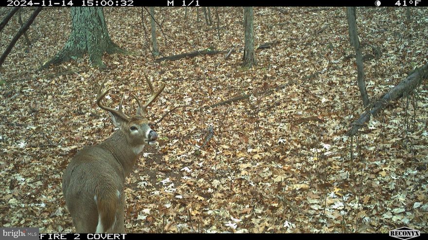 Large Acreage with Marketable Timber, Great Hunting and Division Potential

Have you been searching for a larger acreage tract with prime hunting, marketable timber and the ability to have return on investment? This property currently is made of a very gentle topography and large oaks scattered throughout. Current owners had the property split into 4 lots and each lot perc'd but not recorded with the county. Each perc was a Class I system. The property would be as well a fantastic place to build a single home and let the trees encompass you. The wildlife that uses the property is plentiful ranging from deer, turkeys and the occasional bear.

Like playing golf but don't want to live on the course? The Woods Resort is just a short 2 miles away. The Resort offers 2 separate 18 hole courses, spa and salon and as well a restaraunt on site.

From this location you are 30 minutes to Martinsburg and Berkeley Springs and under 2 hours back to DC.

A property with all these features will not last long in this market. Give me a call today to schedule a showing.