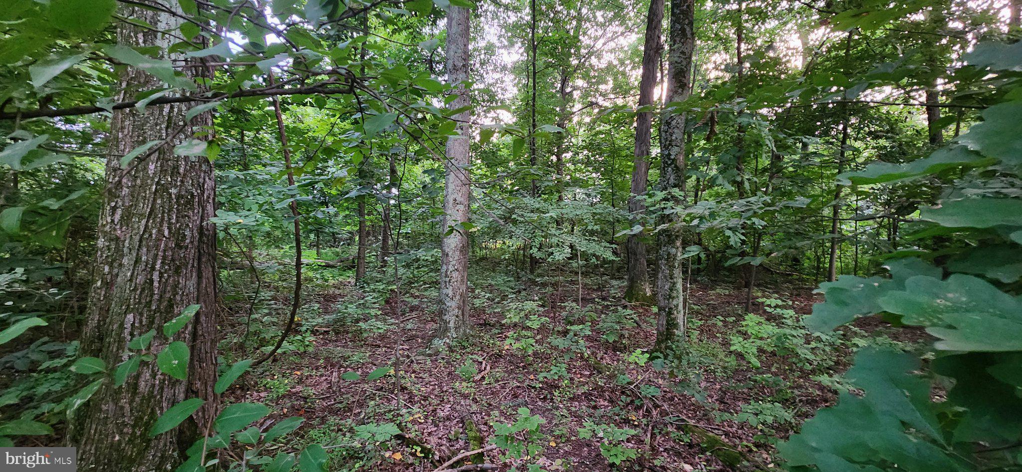 25 FREEDOM TRL TRAIL