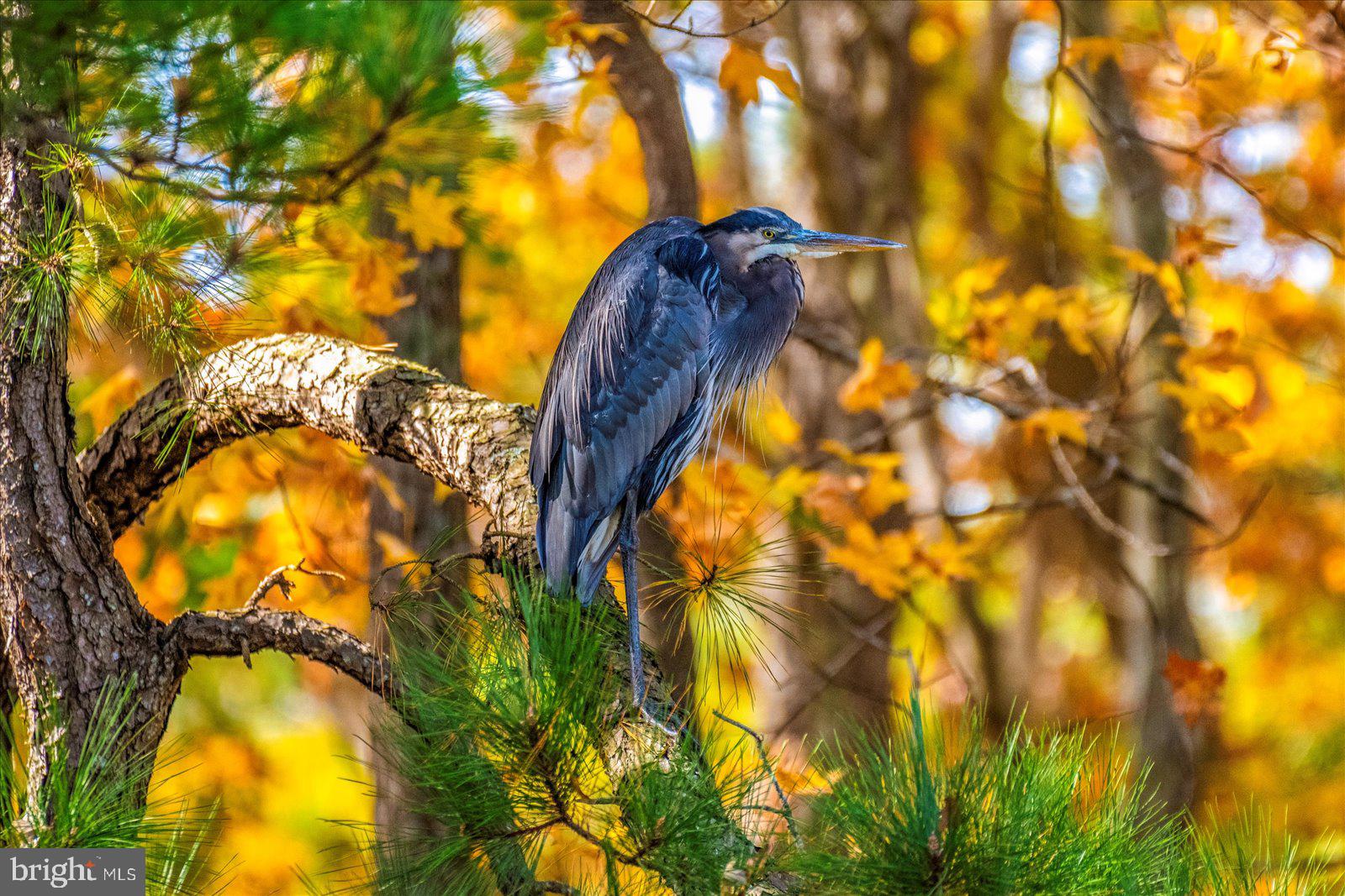 OCEAN PINES - MUMFORD'S WOODS - Residential