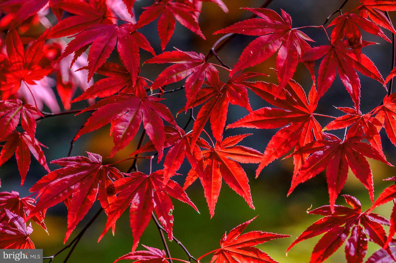 OCEAN PINES - MUMFORD'S WOODS - Residential