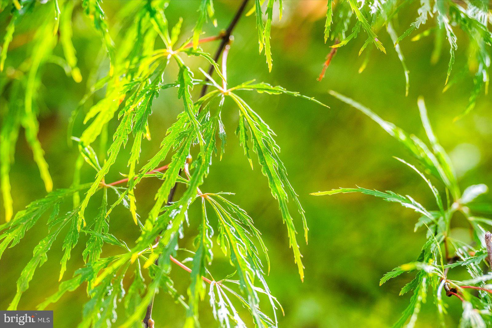 OCEAN PINES - MUMFORD'S WOODS - Residential