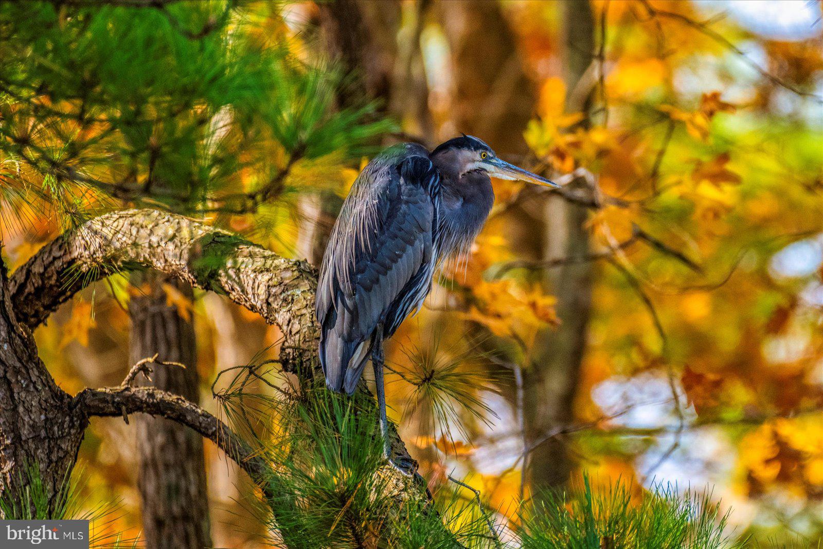 OCEAN PINES - MUMFORD'S WOODS - Residential