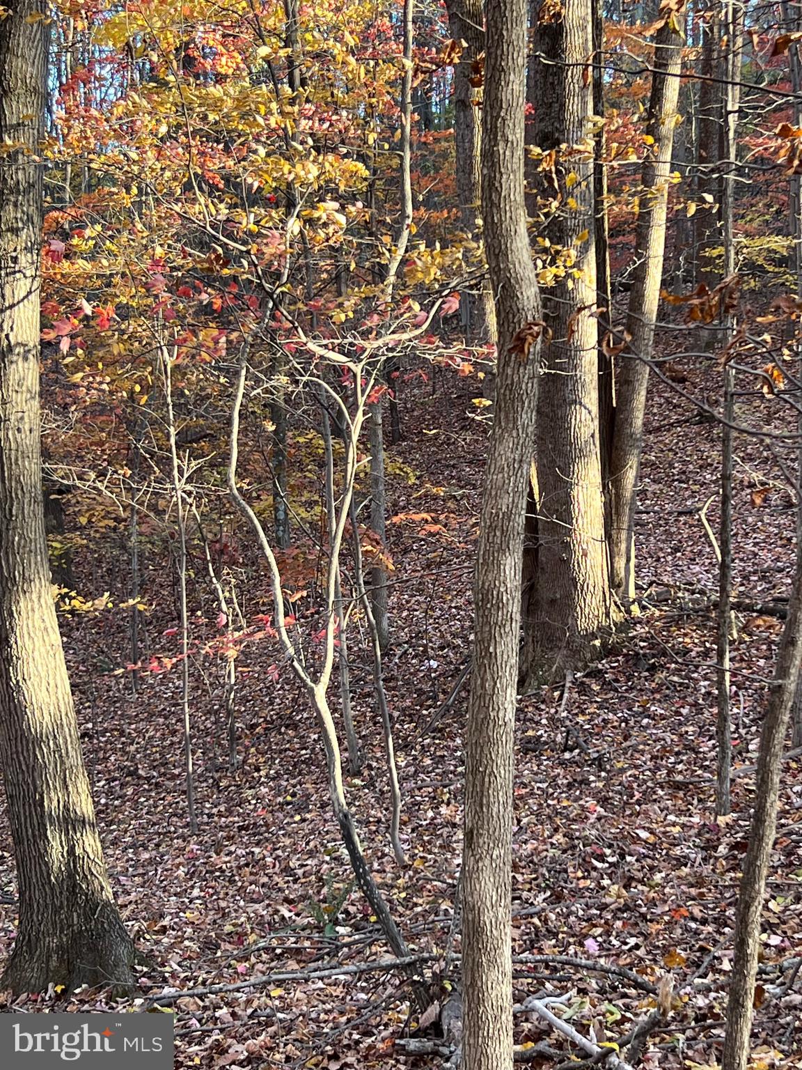 SHENANDOAH FARMS - Land