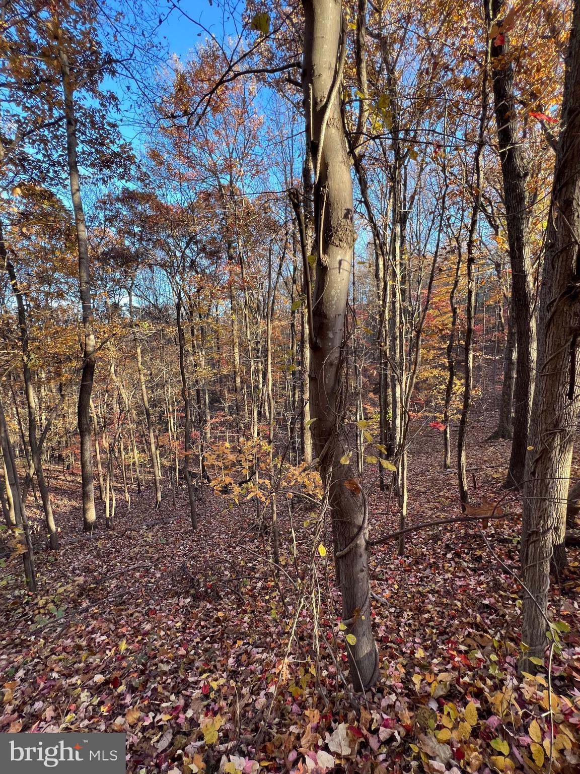 SHENANDOAH FARMS - Land