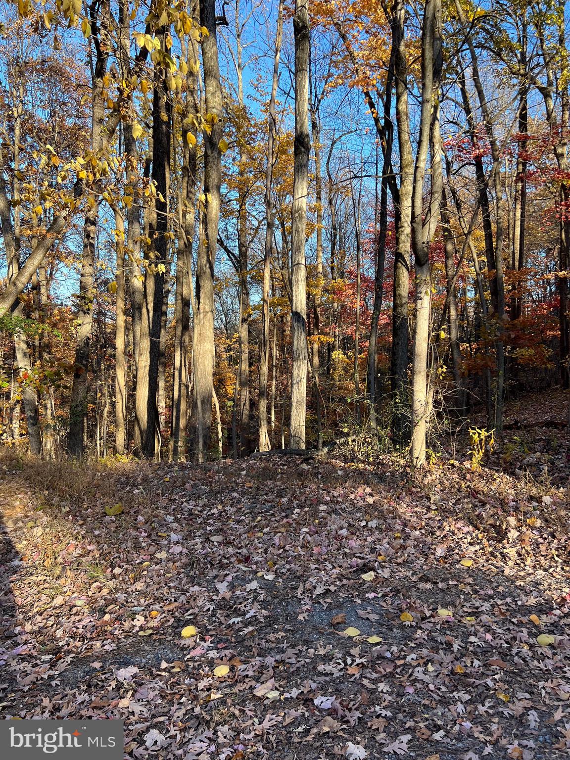 SHENANDOAH FARMS - Land