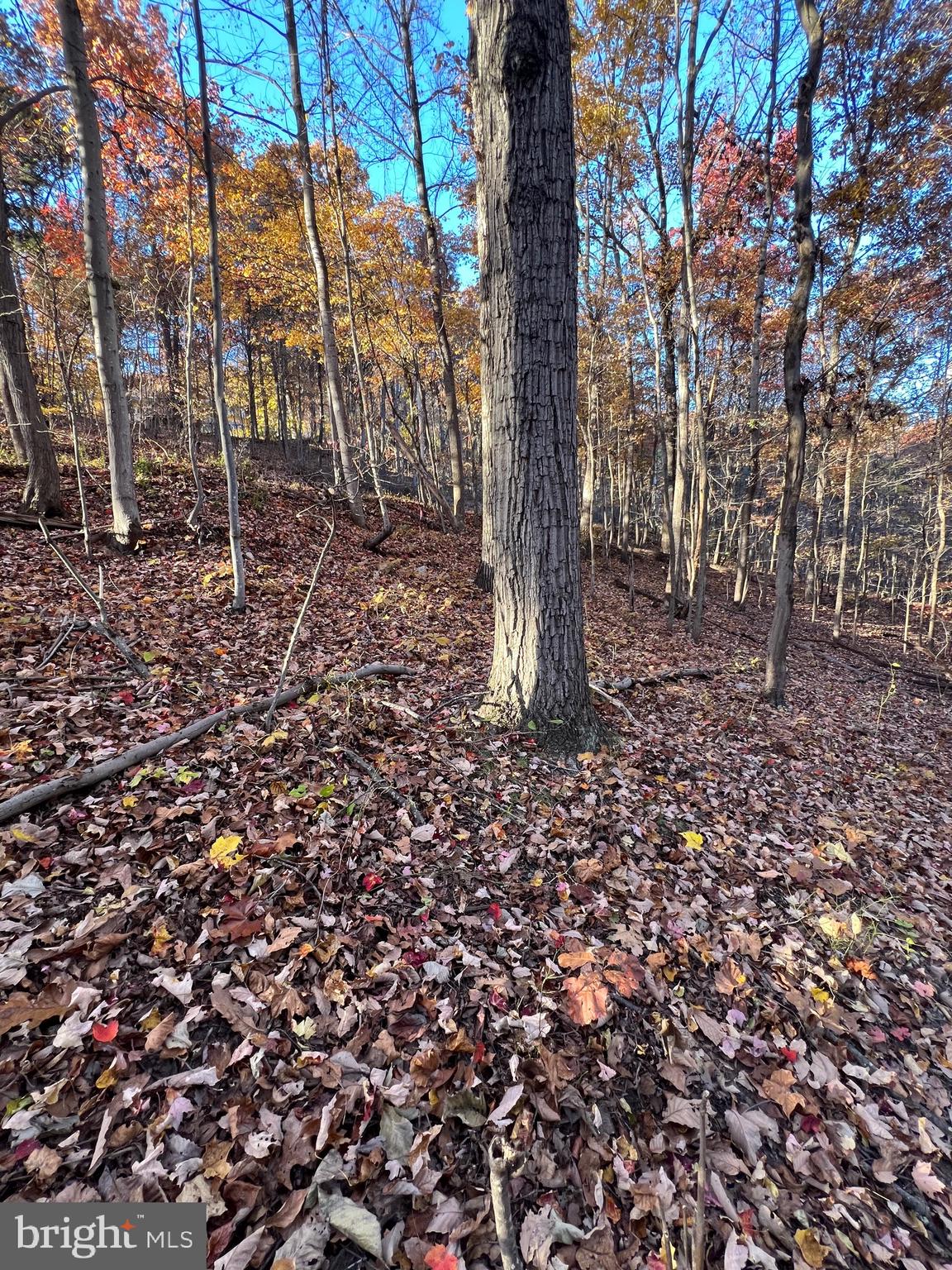 SHENANDOAH FARMS - Land