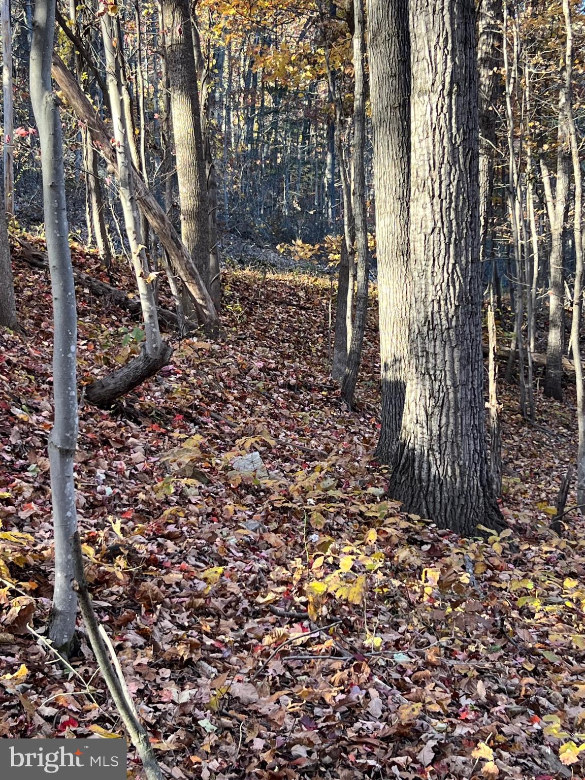 SHENANDOAH FARMS - Land