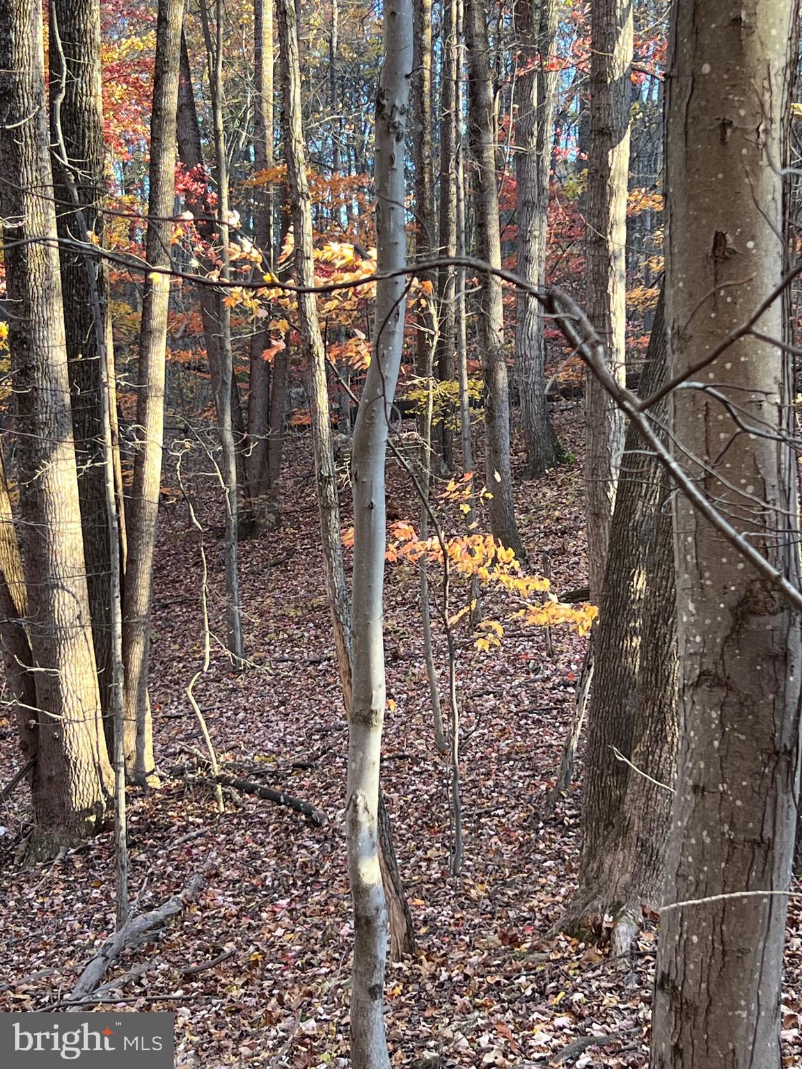 SHENANDOAH FARMS - Land