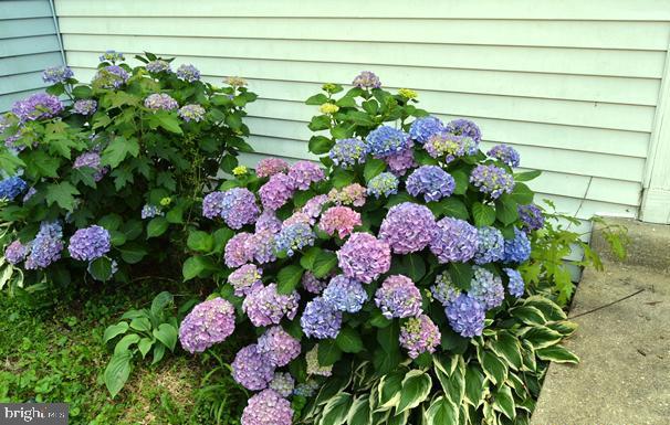 LONDON WOODS - Residential