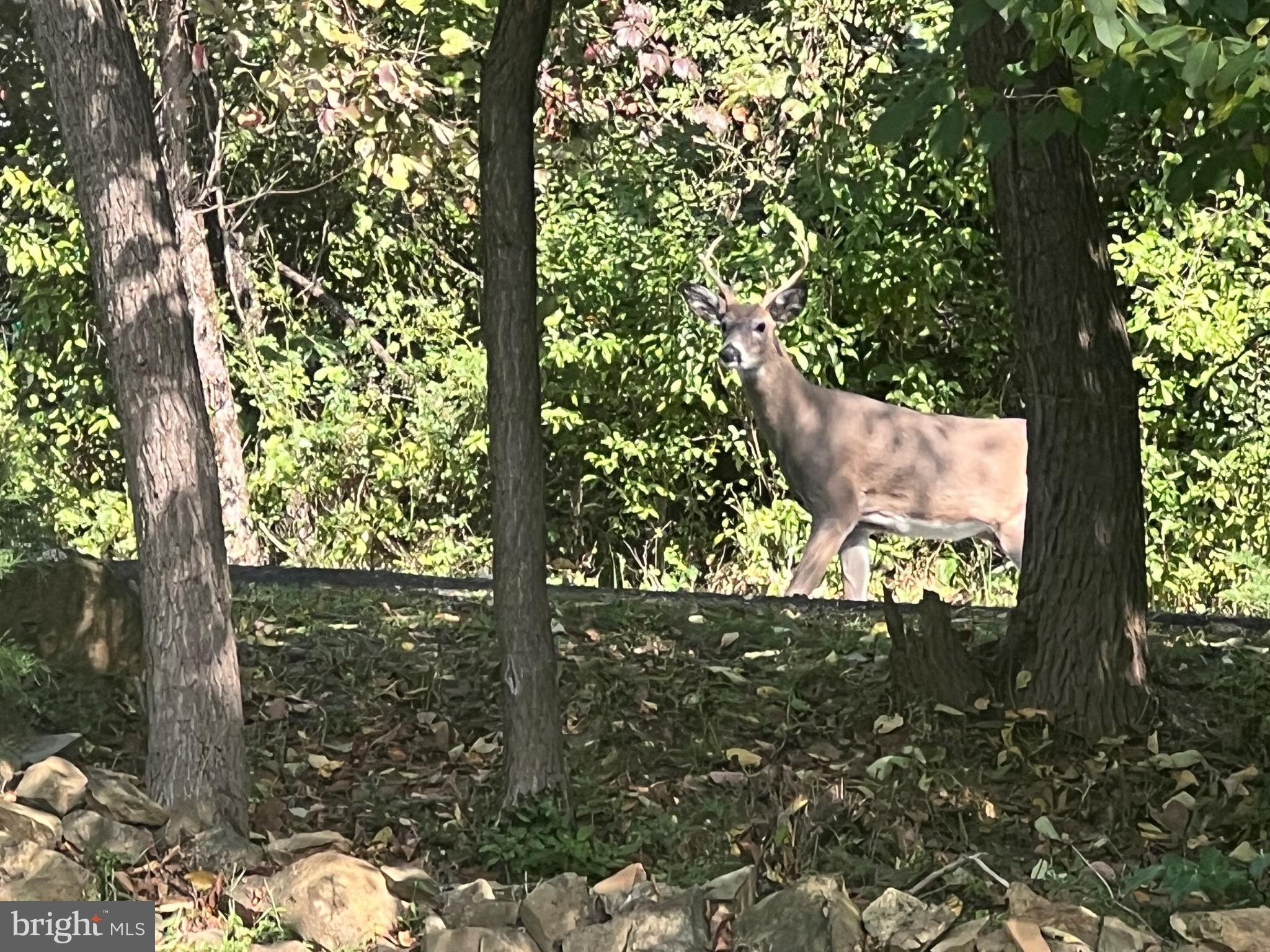 APPLE MT LAKE - Residential