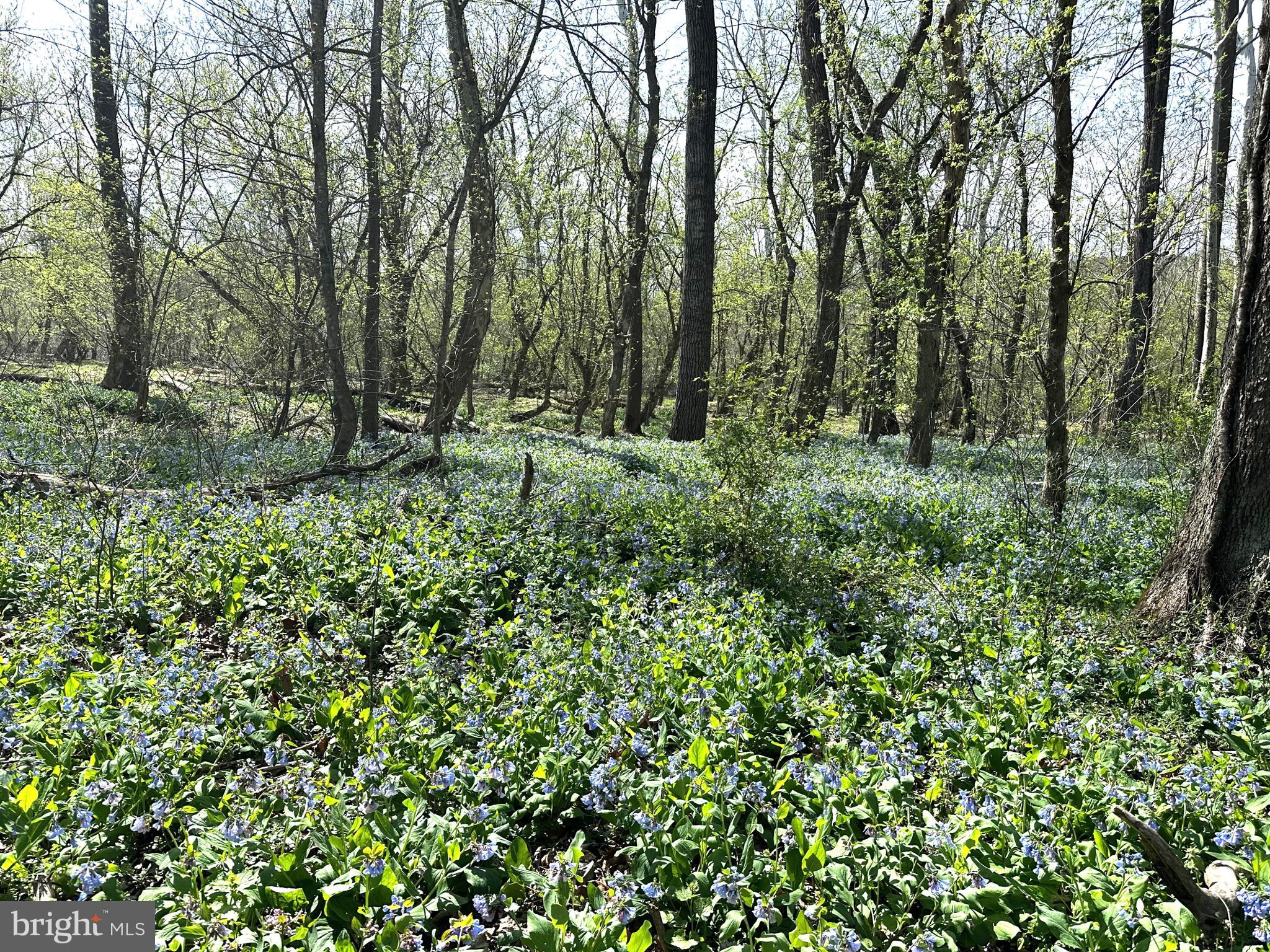 SHENANDOAH FARMS - Residential