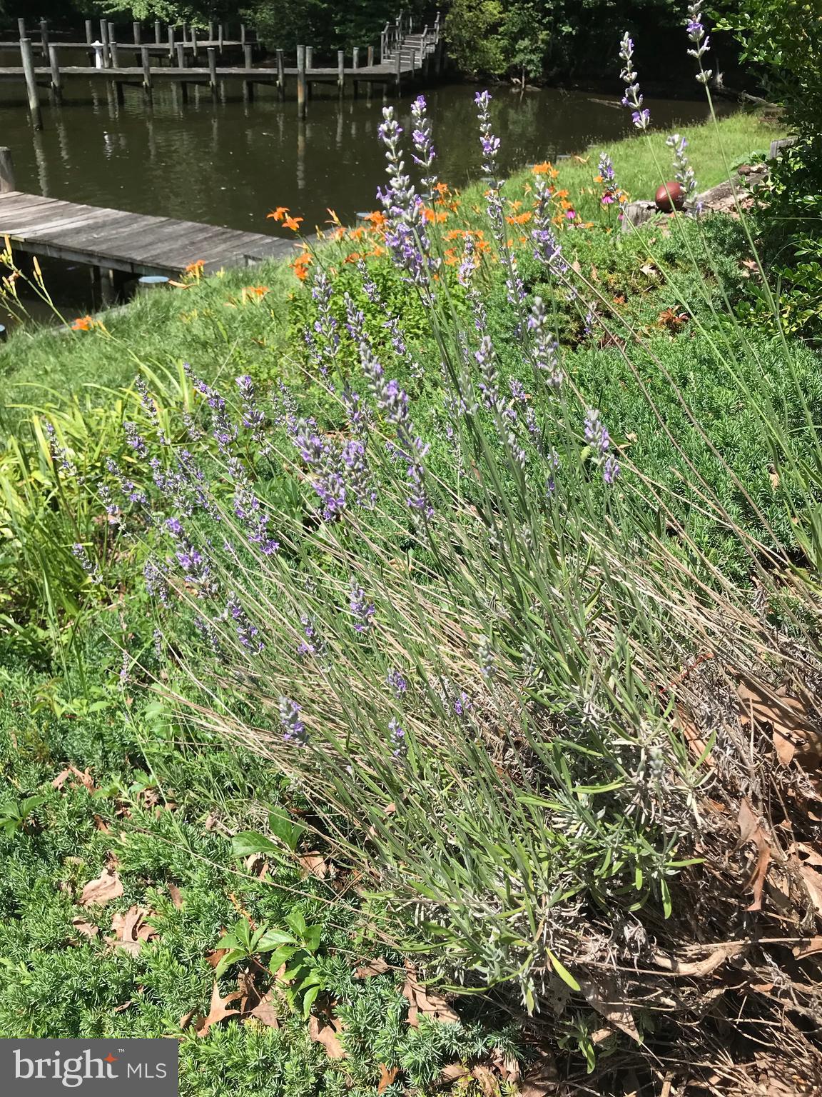 LAKE SHORE - Residential Lease