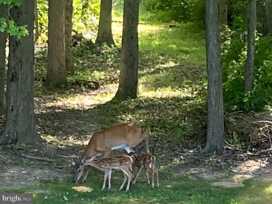 WEBSTER VILLAGE - Residential