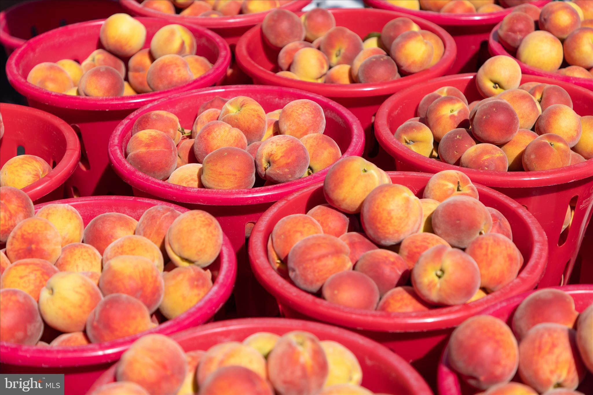 SEA OAKS VILLAGE - Residential