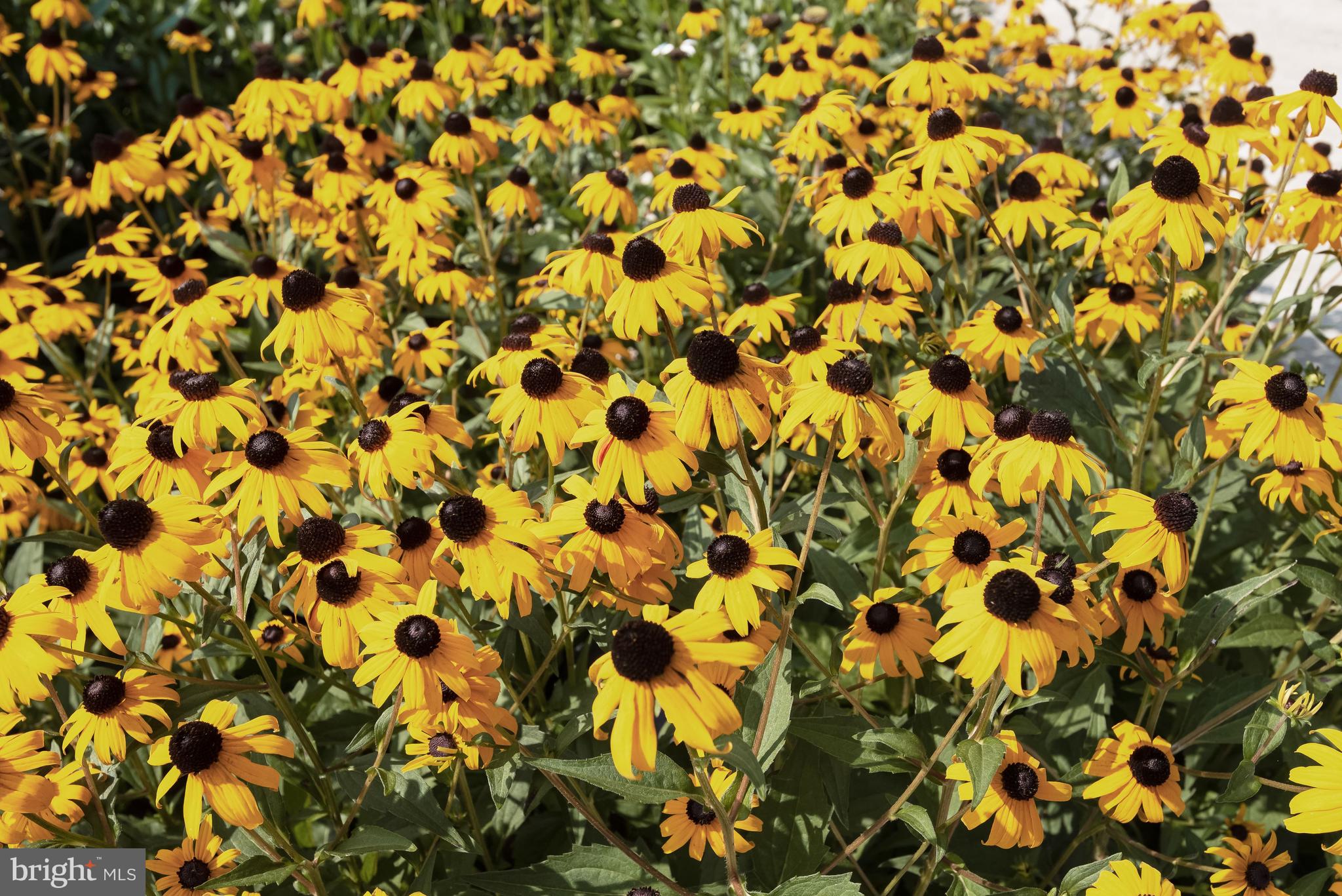 HIGH RIDGE PARK - Residential