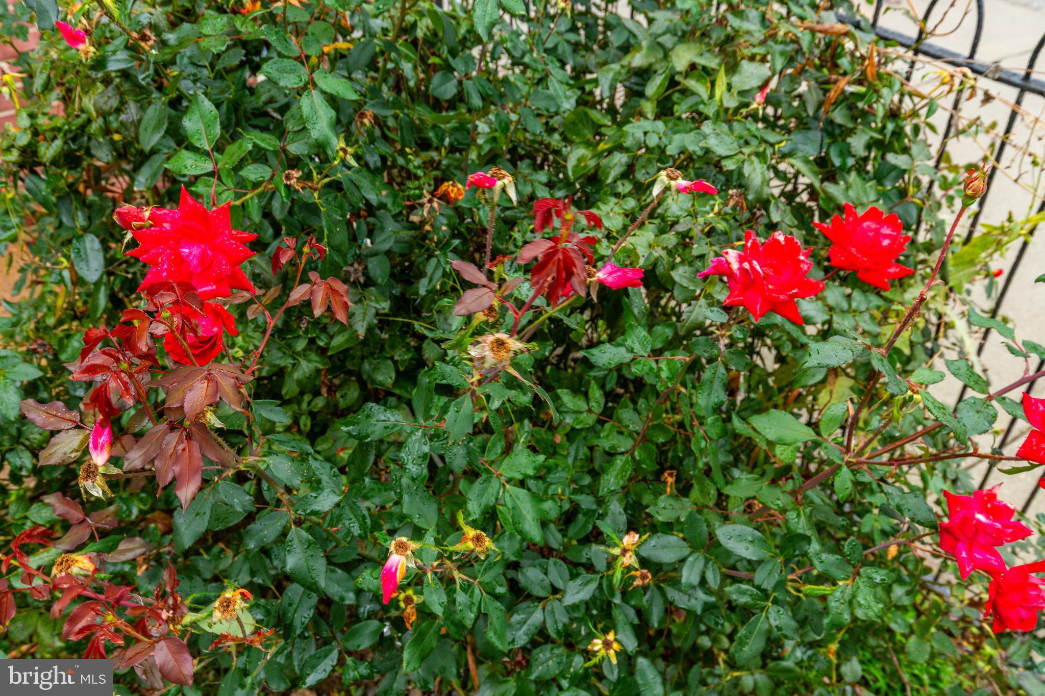 NORRISTOWN - Residential Lease