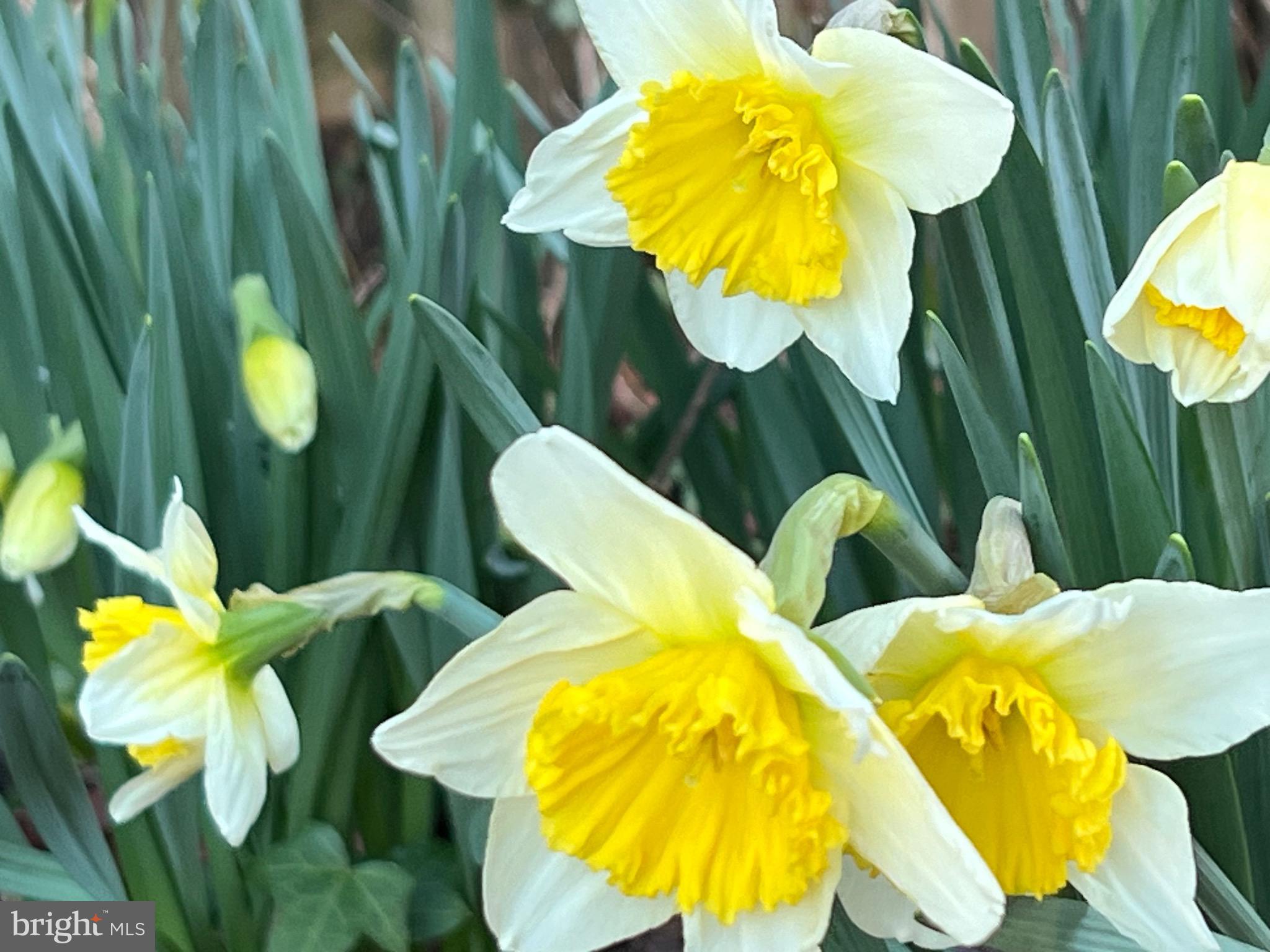 BEECHWOOD - Residential