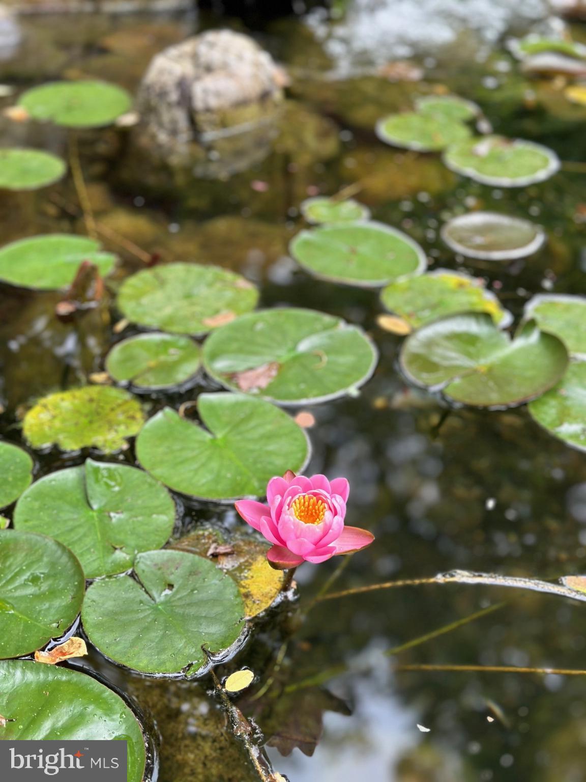 WHITE OAKS - Residential