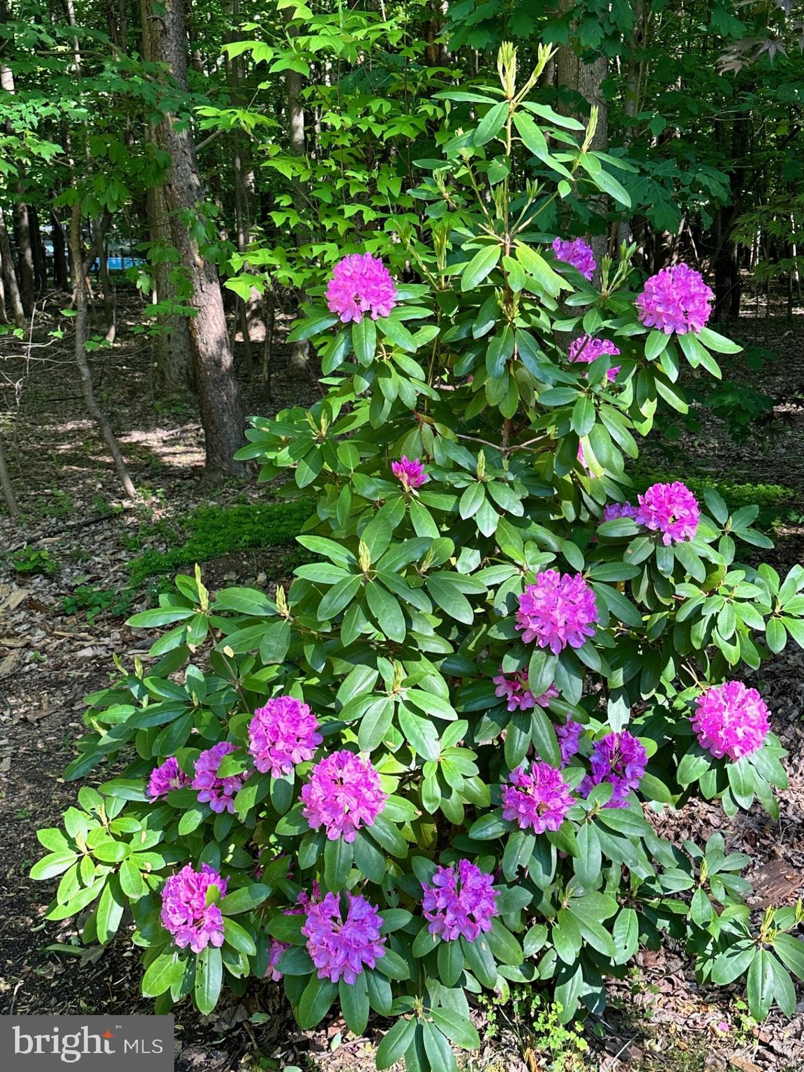 WHITE OAKS - Residential