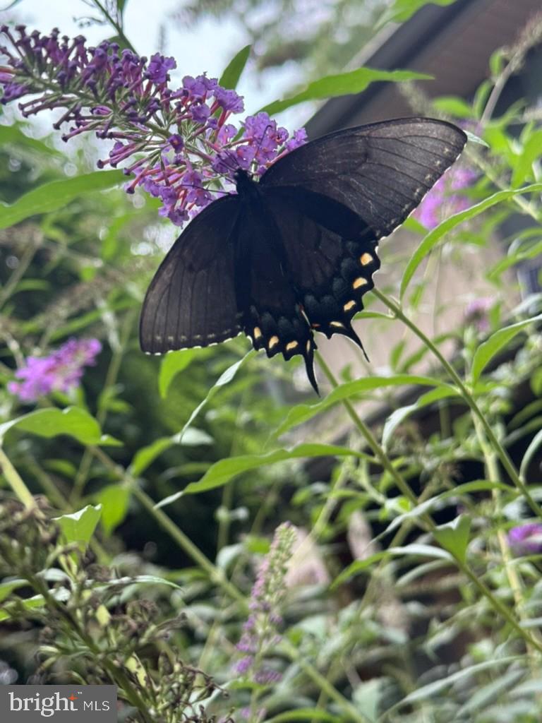 DUFIEF - Residential