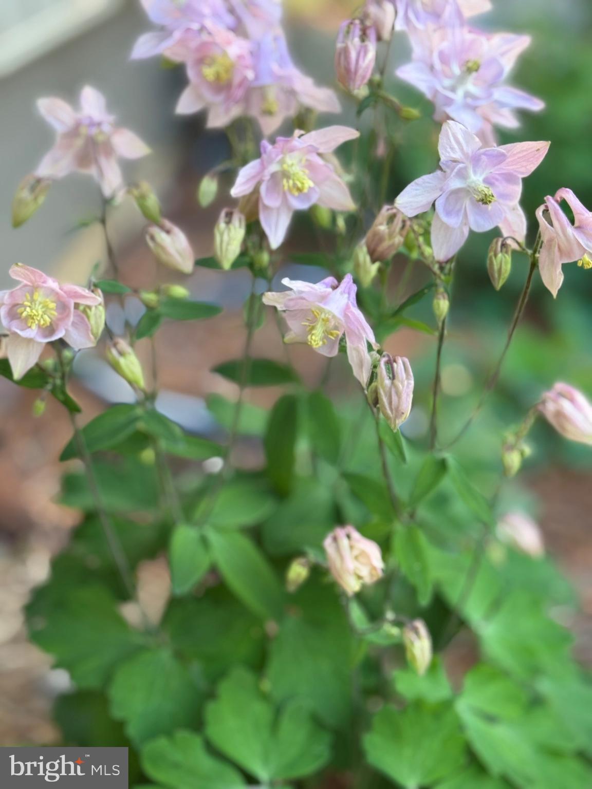 DUFIEF - Residential