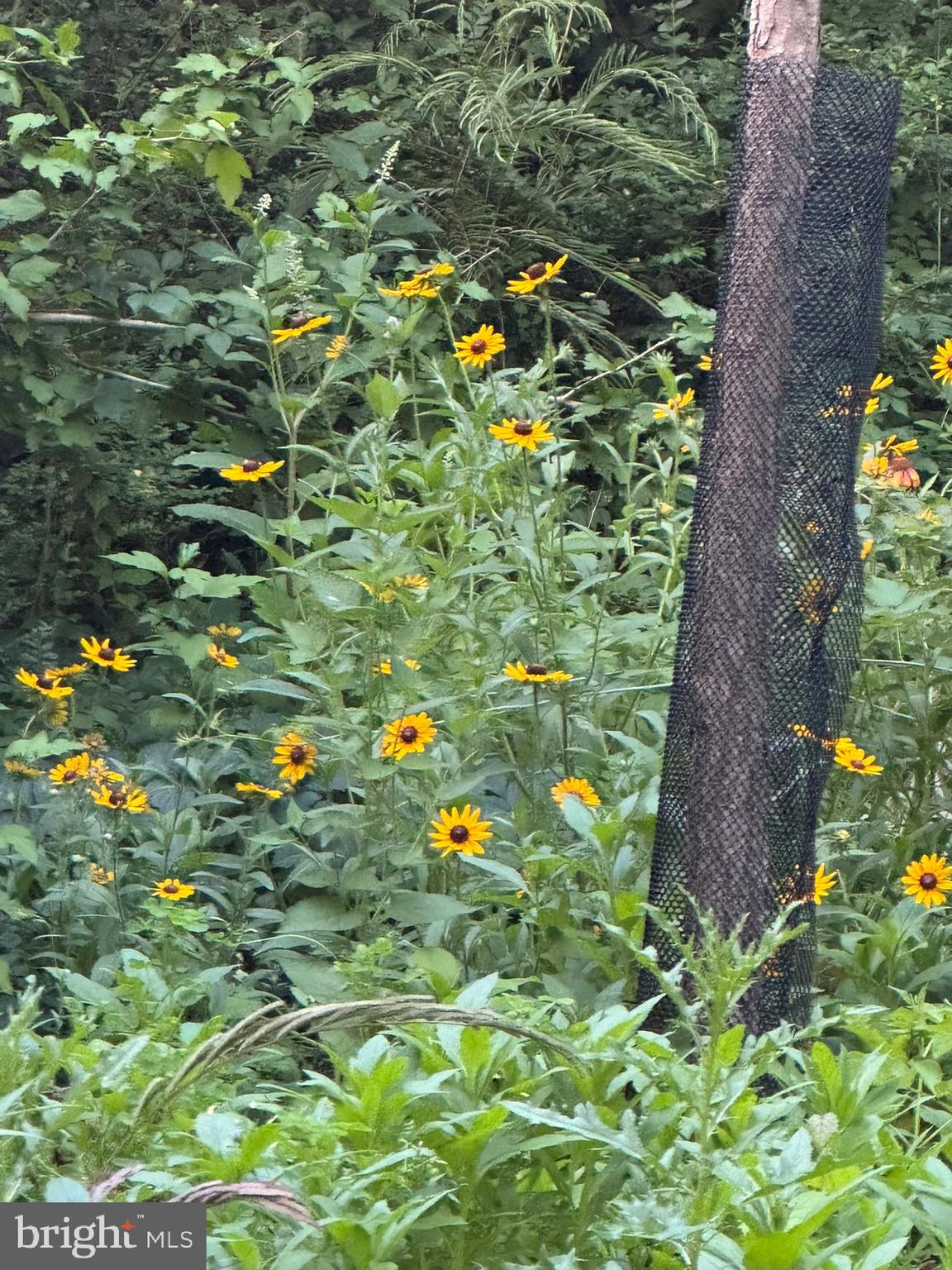 DUFIEF - Residential