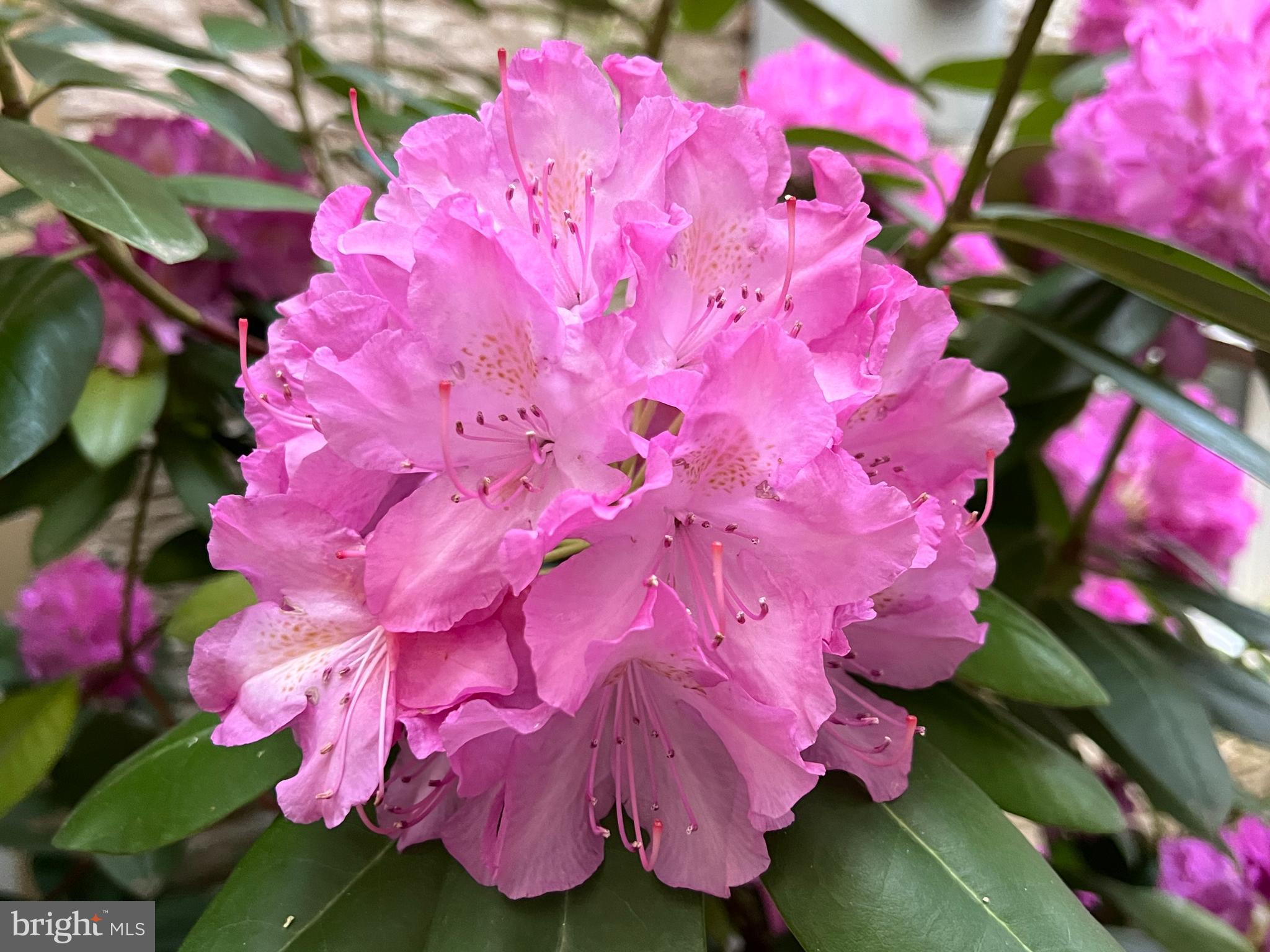 SOUTH WOODSIDE PARK - Residential