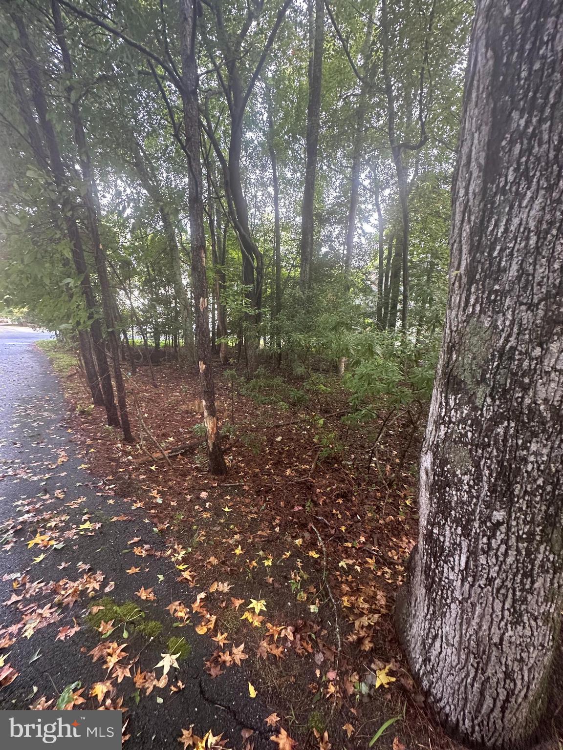 OCEAN PINES - WHITETAIL SANCTUARY - Land