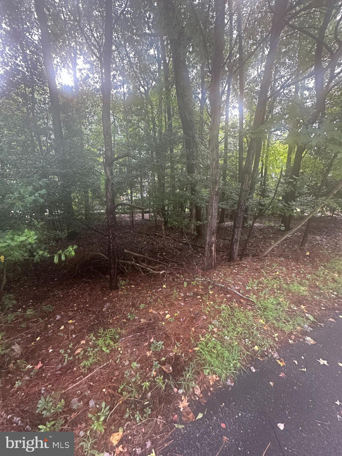 OCEAN PINES - WHITETAIL SANCTUARY - Land