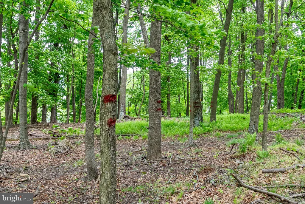 Additional image 79 of 2598 Mountain View Road, Moorefield, WV 26836