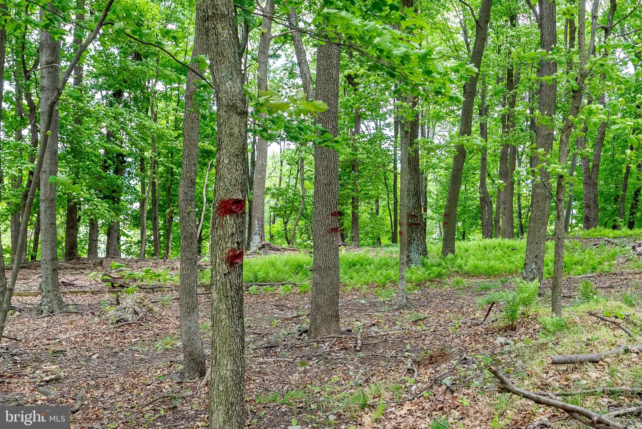 Additional image 168 of 2598 Mountain View Road, Moorefield, WV 26836