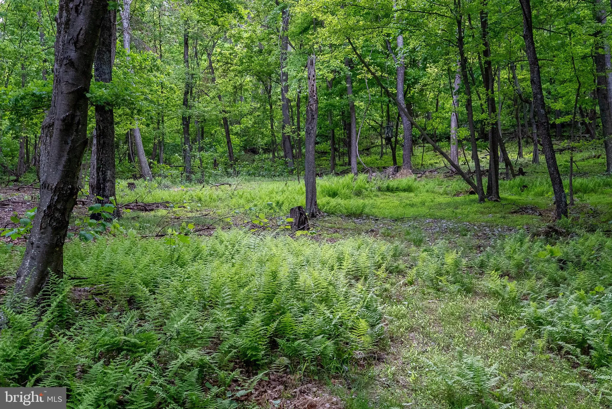 Additional image 166 of 2598 Mountain View Road, Moorefield, WV 26836