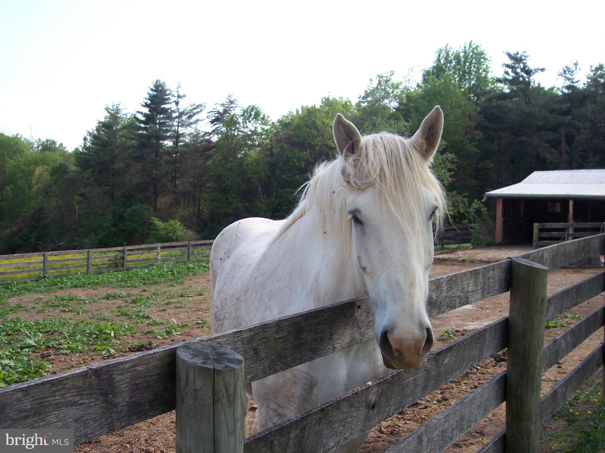 NONE AVAILABLE - Farm