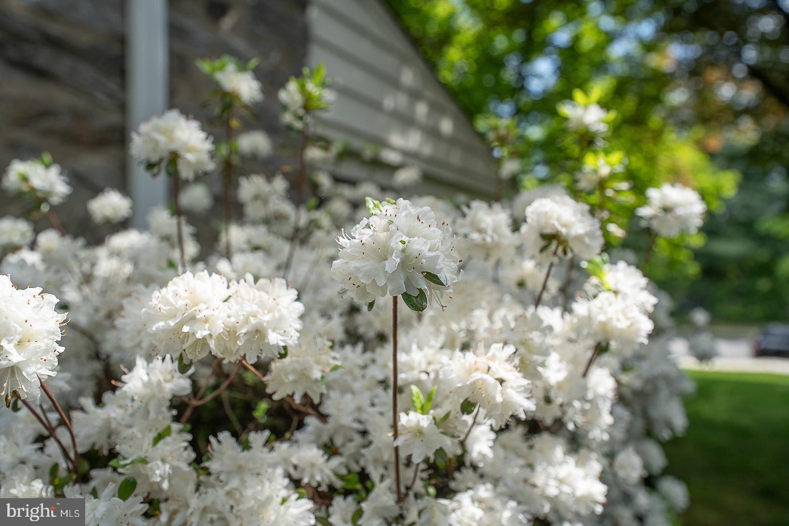 WYNNEWOOD - Residential