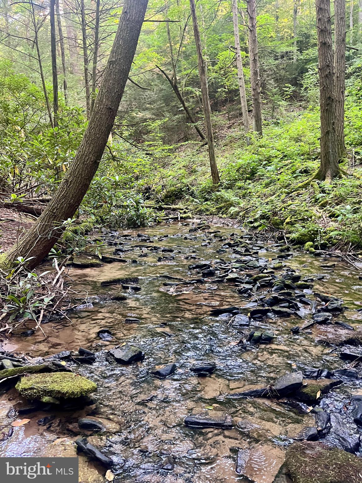 2500 BEECH CREEK MOUNTAIN ROAD