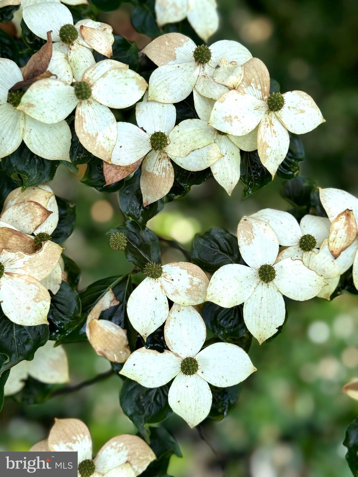 COLLEGE HEIGHTS - Residential