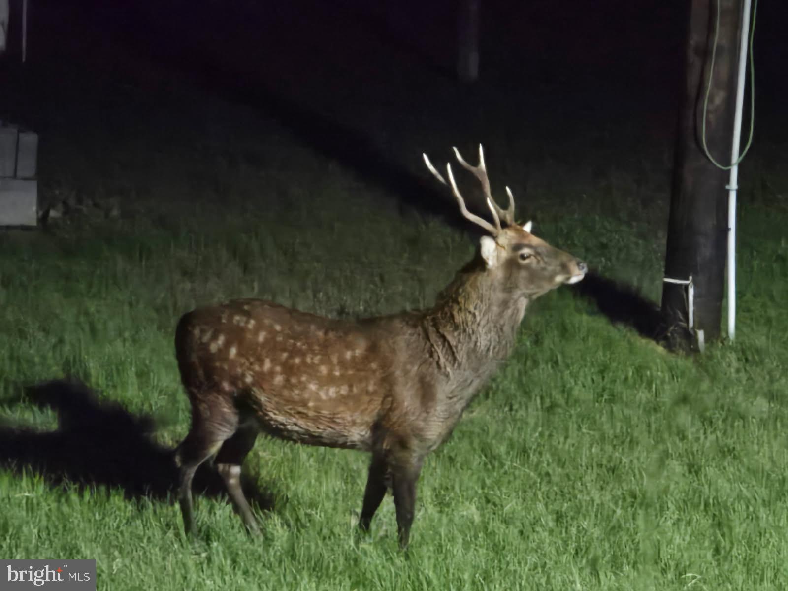 SOUTH DORCHESTER - Residential