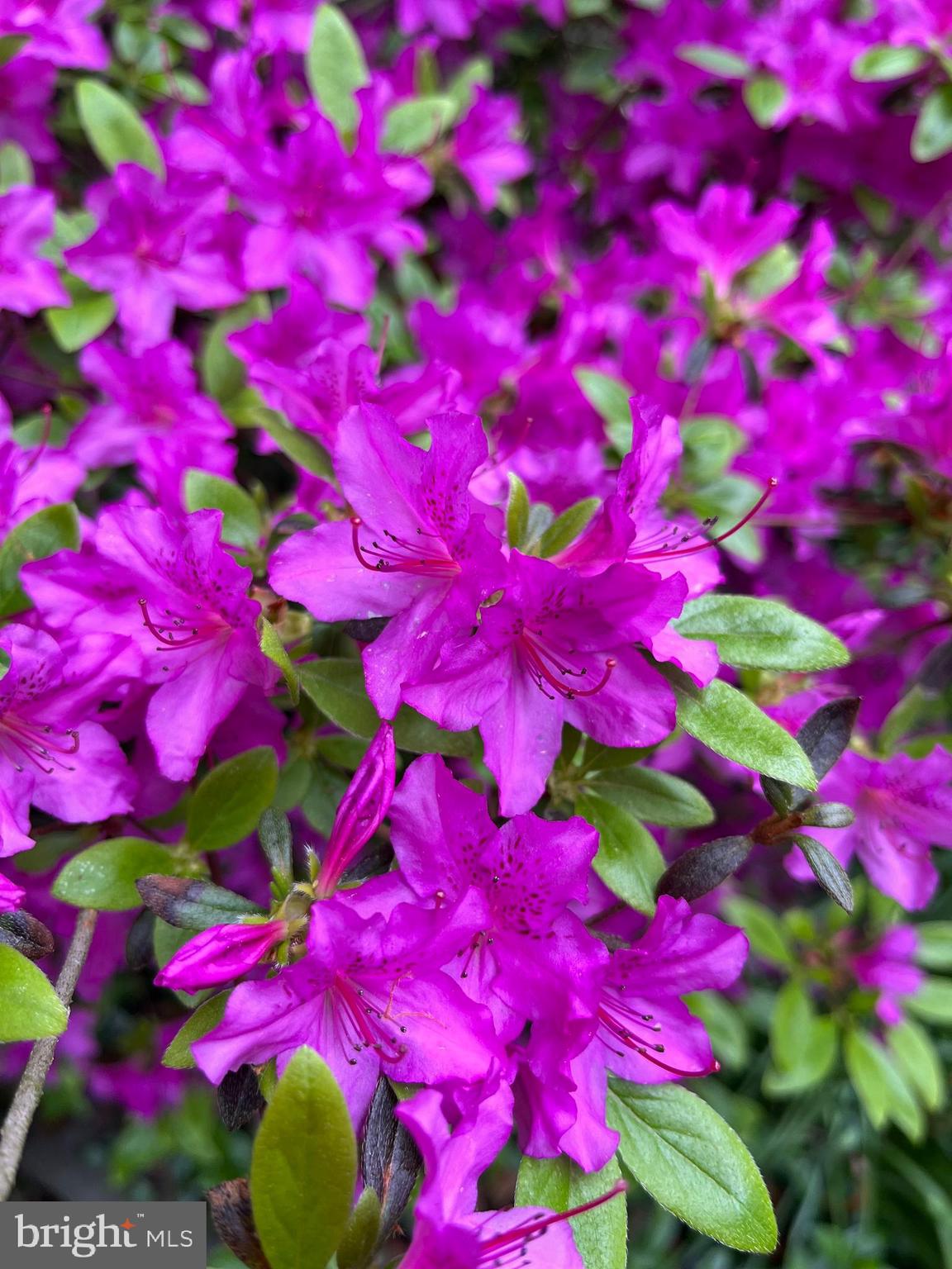 WEST SHORE - Residential