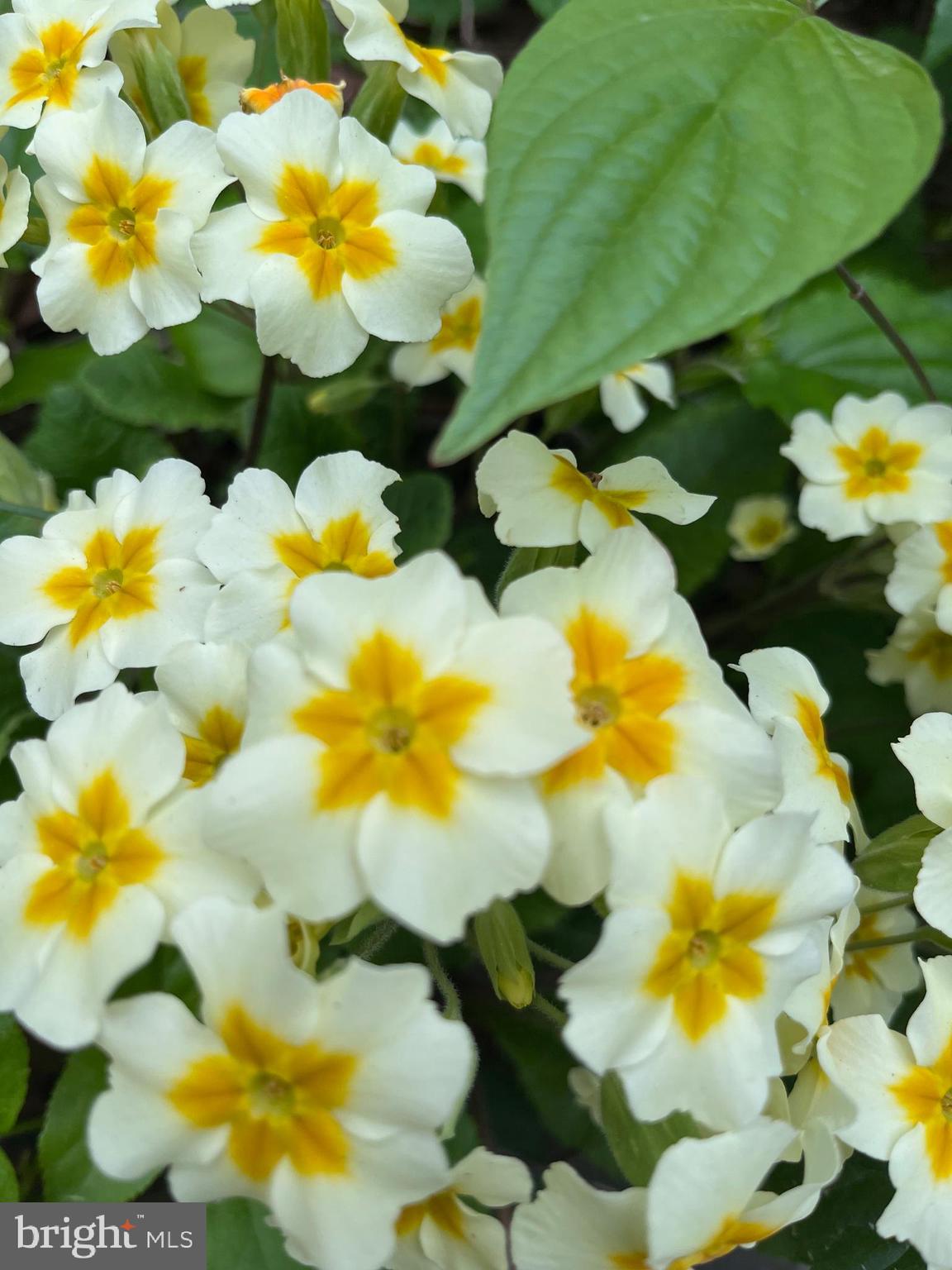 WEST SHORE - Residential