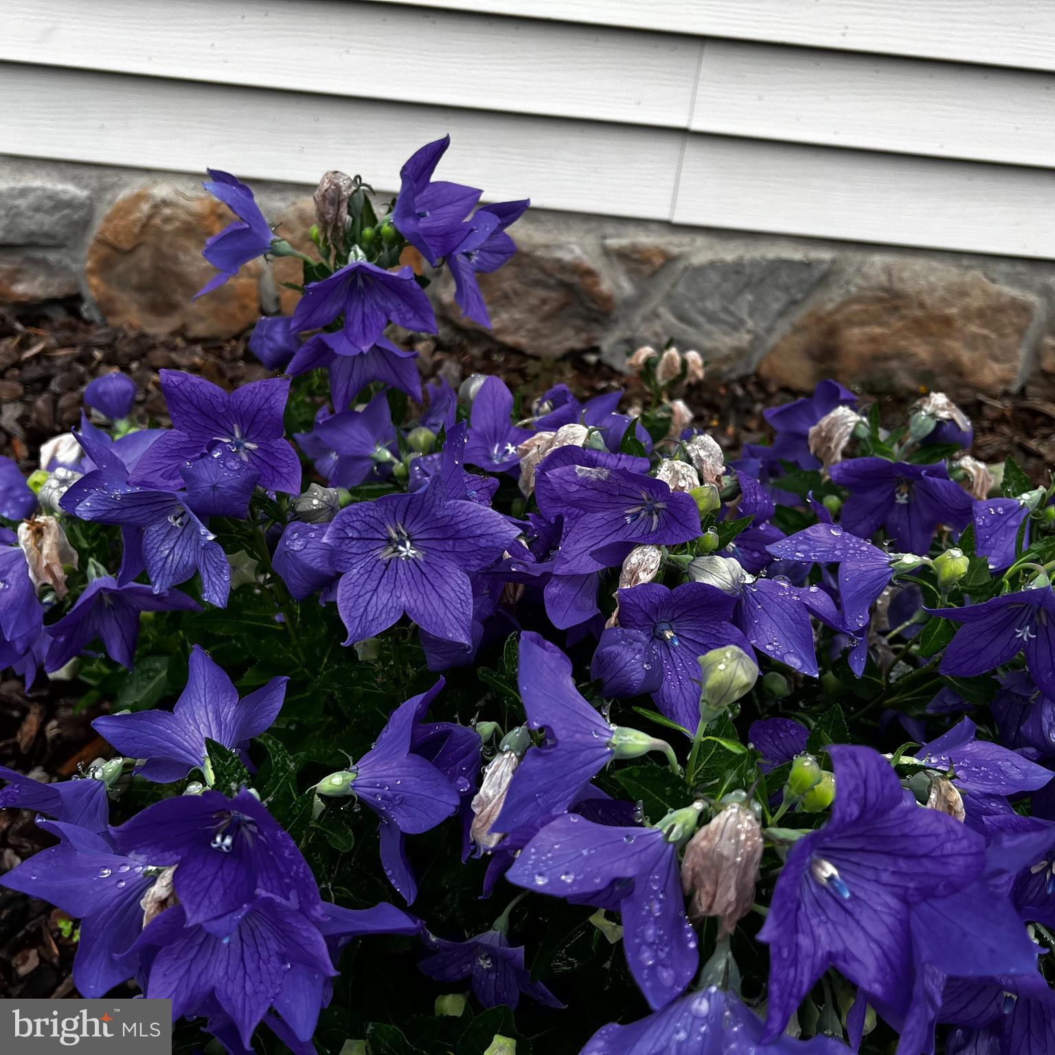 345 DEW DROP ROAD