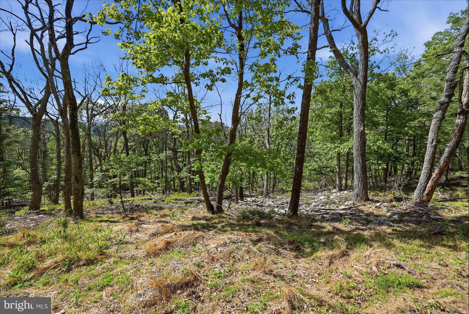 TIMBER MOUNTAIN - Land