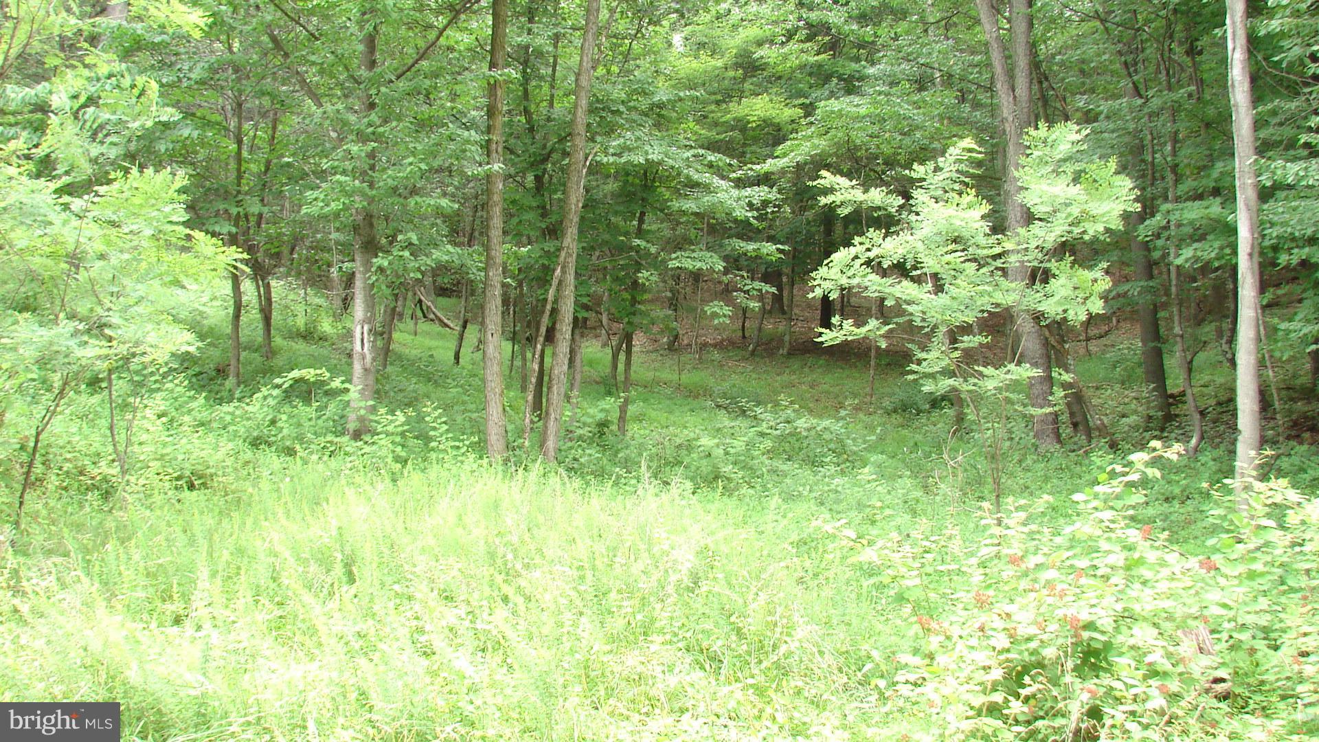 POTOMAC WOODS - Land